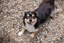 MIA, Hund, Mischlingshund in Kroatien - Bild 7