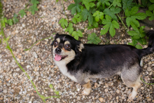 MIA, Hund, Mischlingshund in Kroatien - Bild 8