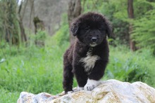 MADDIE, Hund, Mischlingshund in Griechenland - Bild 2