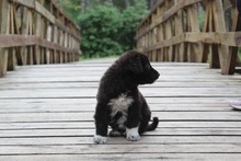MADDIE, Hund, Mischlingshund in Griechenland - Bild 3