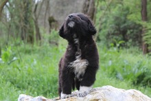 MADDIE, Hund, Mischlingshund in Griechenland - Bild 4