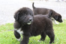 MADDIE, Hund, Mischlingshund in Griechenland - Bild 5
