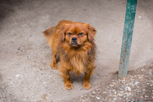 JANOSCH, Hund, Mischlingshund in Kroatien - Bild 1