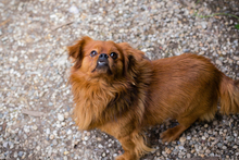 JANOSCH, Hund, Mischlingshund in Kroatien - Bild 2