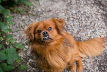 JANOSCH, Hund, Mischlingshund in Kroatien - Bild 3