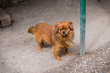 JANOSCH, Hund, Mischlingshund in Kroatien - Bild 4