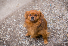 JANOSCH, Hund, Mischlingshund in Kroatien - Bild 5