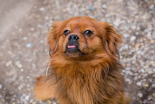JANOSCH, Hund, Mischlingshund in Kroatien - Bild 6