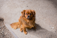 JANOSCH, Hund, Mischlingshund in Kroatien - Bild 7