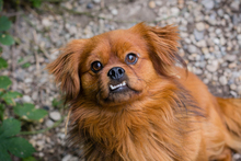 JANOSCH, Hund, Mischlingshund in Kroatien - Bild 8