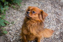 JANOSCH, Hund, Mischlingshund in Kroatien - Bild 9
