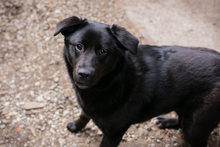 GITTA, Hund, Mischlingshund in Kroatien - Bild 2