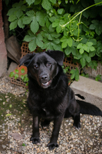 GITTA, Hund, Mischlingshund in Kroatien - Bild 4