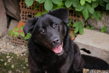 GITTA, Hund, Mischlingshund in Kroatien - Bild 5