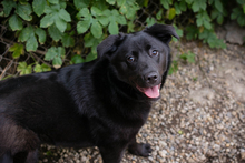 GITTA, Hund, Mischlingshund in Kroatien - Bild 6