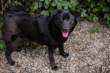 GITTA, Hund, Mischlingshund in Kroatien - Bild 7