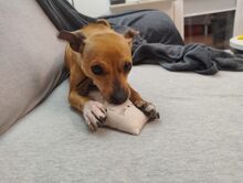 ROXY, Hund, Mischlingshund in Polen