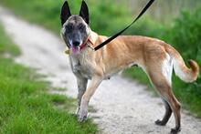 ZURI, Hund, Malinois in Polen