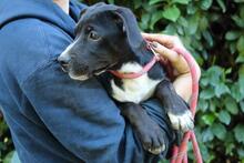 QUINTINA, Hund, Mischlingshund in Italien - Bild 1