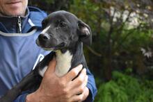 QUINTINA, Hund, Mischlingshund in Italien - Bild 10