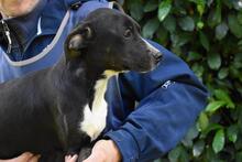 QUINTINA, Hund, Mischlingshund in Italien - Bild 11