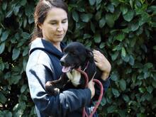 QUINTINA, Hund, Mischlingshund in Italien - Bild 12