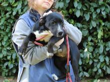 QUINTINA, Hund, Mischlingshund in Italien - Bild 13