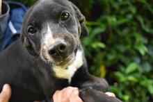 QUINTINA, Hund, Mischlingshund in Italien - Bild 2