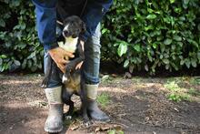 QUINTINA, Hund, Mischlingshund in Italien - Bild 3