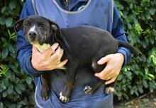 QUINTINA, Hund, Mischlingshund in Italien - Bild 4