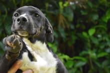 QUINTINA, Hund, Mischlingshund in Italien - Bild 5