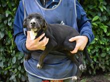 QUINTINA, Hund, Mischlingshund in Italien - Bild 6
