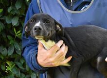 QUINTINA, Hund, Mischlingshund in Italien - Bild 7