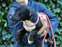 QUINTINA, Hund, Mischlingshund in Italien - Bild 8