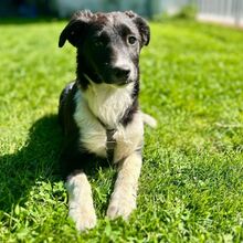 LIA, Hund, Mischlingshund in Jesteburg