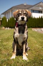 FRITZ, Hund, Mischlingshund in Wald - Bild 1