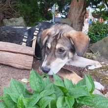 FRITZ, Hund, Mischlingshund in Wald - Bild 2