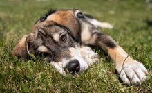 FRITZ, Hund, Mischlingshund in Wald - Bild 5