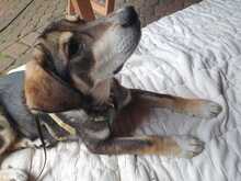 FRITZ, Hund, Mischlingshund in Wald - Bild 7