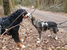 FRITZ, Hund, Mischlingshund in Wald - Bild 8