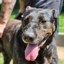 GRETI, Hund, Mischlingshund in Ungarn - Bild 1