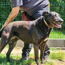 GRETI, Hund, Mischlingshund in Ungarn - Bild 3
