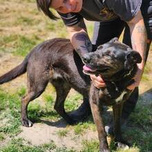 GRETI, Hund, Mischlingshund in Ungarn - Bild 4