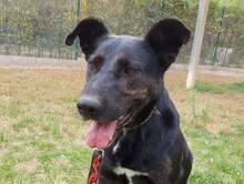 GRETI, Hund, Mischlingshund in Ungarn - Bild 5