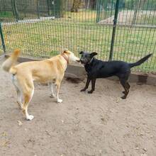 GRETI, Hund, Mischlingshund in Ungarn - Bild 6