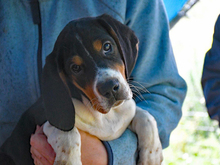 TOMMY, Hund, Mischlingshund in Remshalden - Bild 1