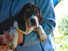TOMMY, Hund, Mischlingshund in Remshalden - Bild 2
