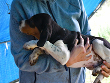 TOMMY, Hund, Mischlingshund in Remshalden - Bild 3