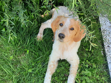 ICO, Hund, Mischlingshund in Aalen - Bild 1