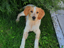 ICO, Hund, Mischlingshund in Aalen - Bild 2